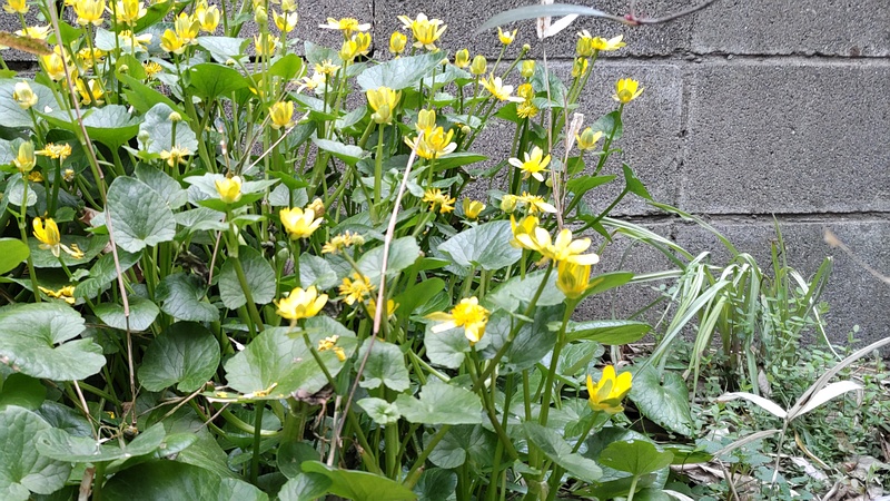 キクザキリュウキンカの花 横浜市旭区今川町