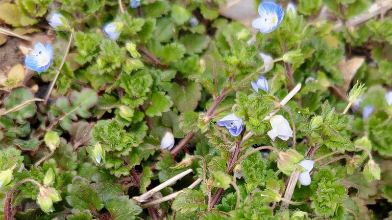 オオイヌノフグリの花 横浜市旭区鶴ヶ峰本町