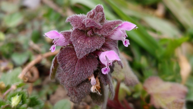 ヒメオドリコソウの花 横浜市旭区鶴ヶ峰本町