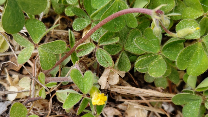 カタバミの蕾と花 横浜市旭区鶴ヶ峰本町