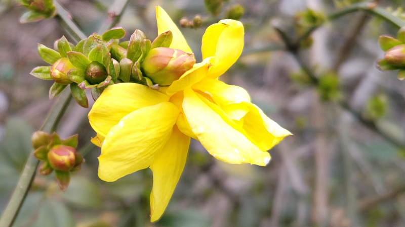 オウバイモドキの花 横浜市旭区鶴ヶ峰本町