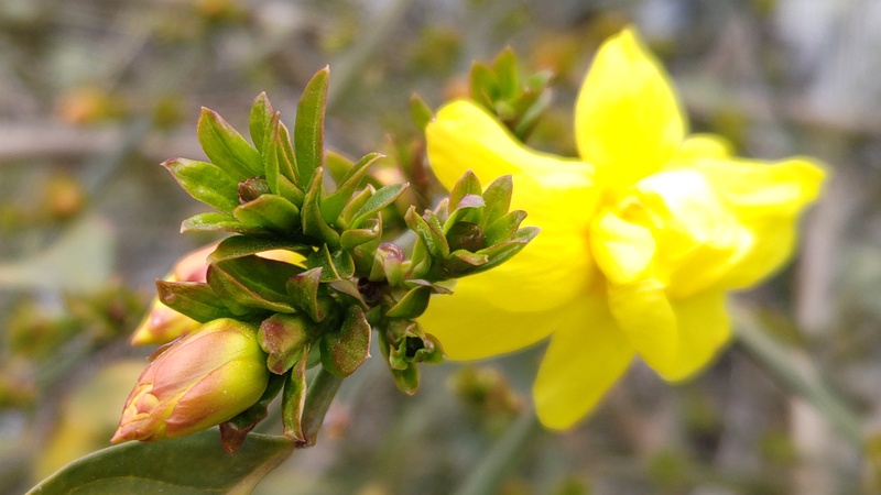 オウバイモドキの花 横浜市旭区鶴ヶ峰本町