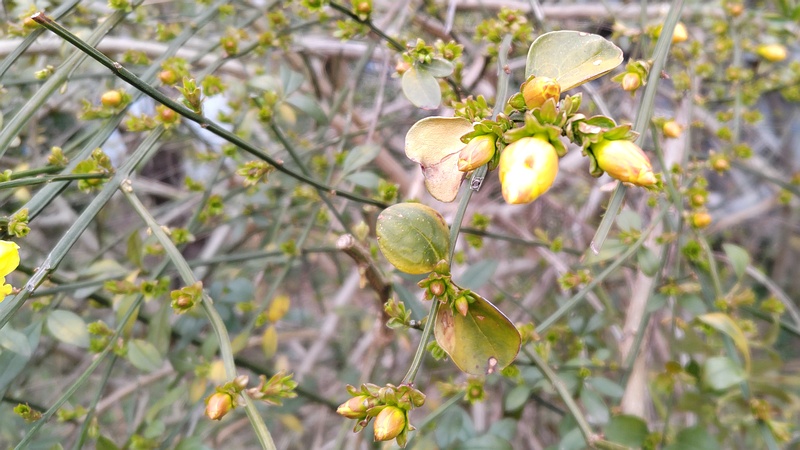 オウバイモドキの花 横浜市旭区鶴ヶ峰本町