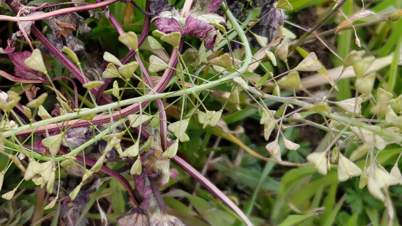 ナズナの果実 横浜市旭区鶴ヶ峰本町