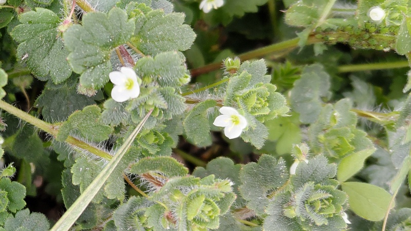 コゴメイヌノフグリの花 横浜市旭区鶴ヶ峰本町