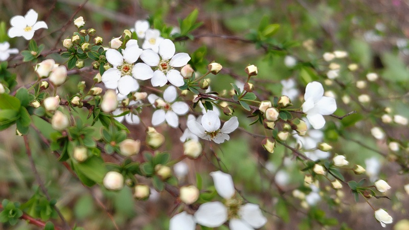 ユキヤナギの花 横浜市旭区鶴ヶ峰本町