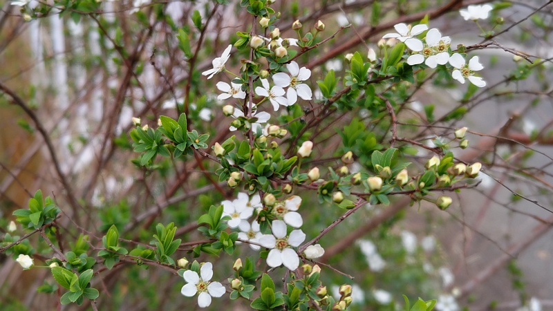 ユキヤナギの花 横浜市旭区鶴ヶ峰本町