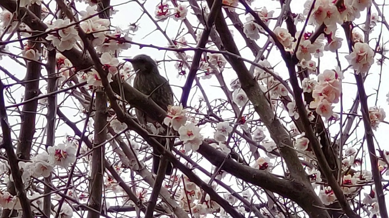 ウメの花とヒヨドリ 横浜市旭区今宿東町