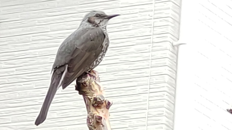 ヒヨドリ 横浜市旭区今宿東町