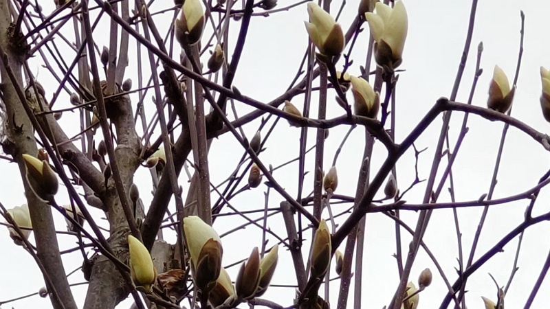 ハクモクレンの蕾と花 横浜市旭区今宿南町