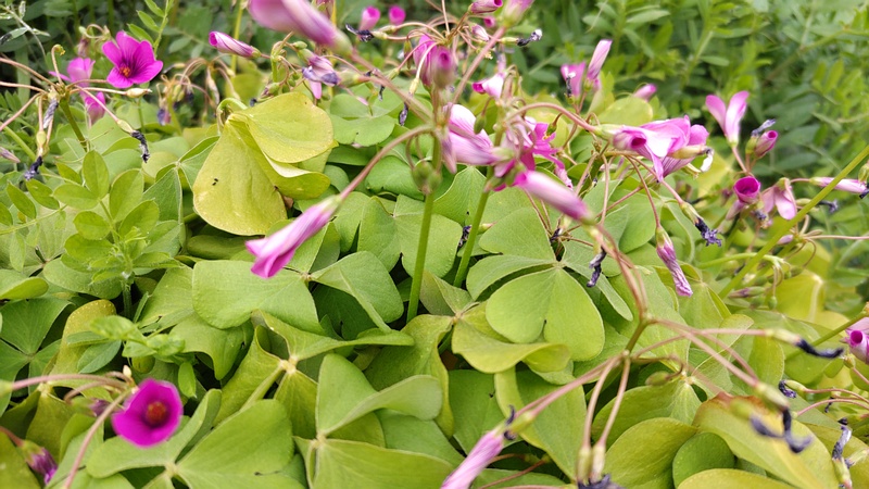 イモカタバミの花 横浜市旭区今宿南町