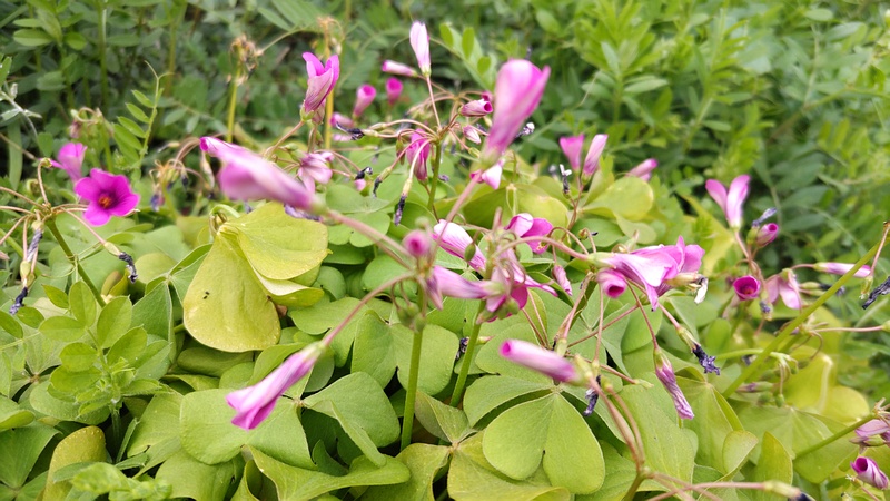 イモカタバミの花 横浜市旭区今宿南町