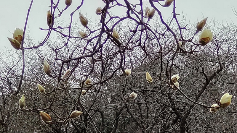 ハクモクレンの蕾と花 横浜市旭区今宿南町