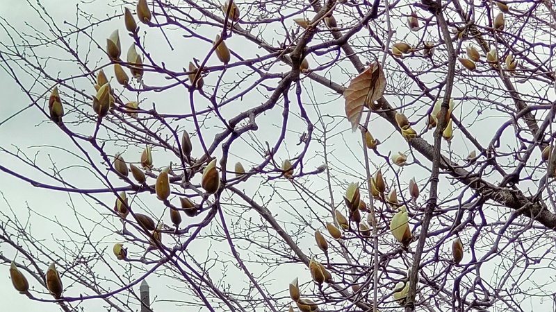 ハクモクレンの蕾と花 横浜市旭区今宿南町