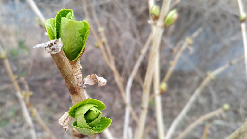 アジサイの蕾 横浜市旭区今宿南町