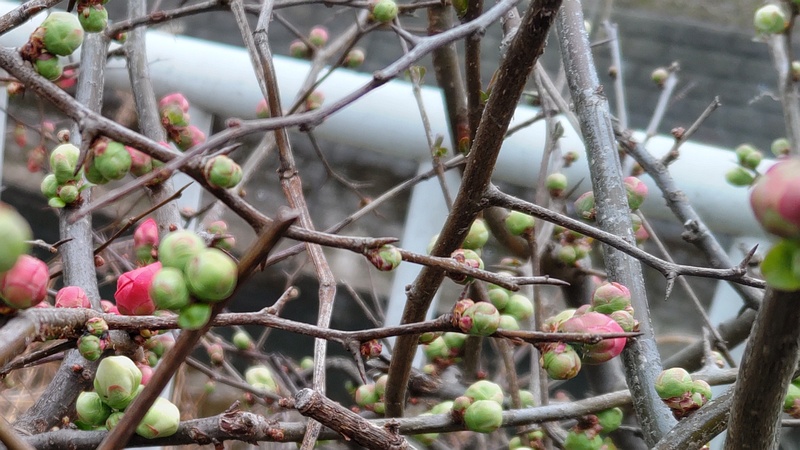 ウメの蕾 横浜市旭区今宿南町
