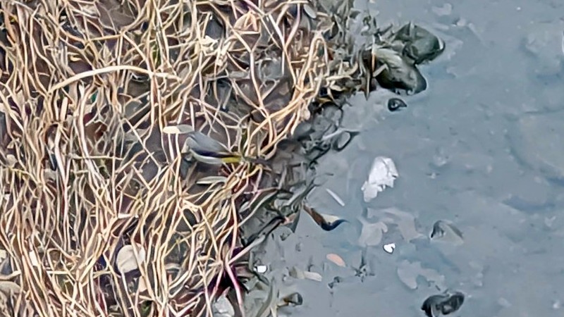 キセキレイ 横浜市旭区今宿東町