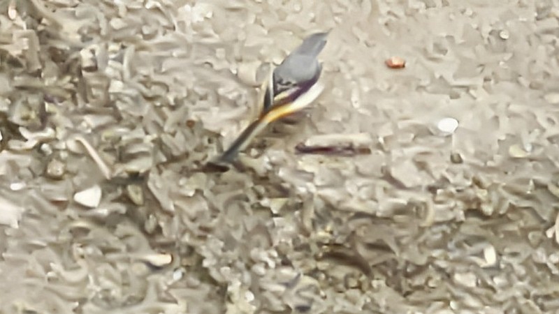 キセキレイ 横浜市旭区今宿東町