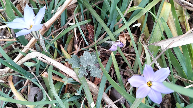 ハナニラの花 横浜市旭区今宿東町