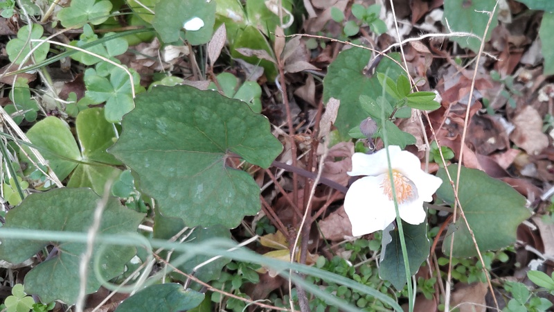 シラユキゲシの花 横浜市旭区今宿東町