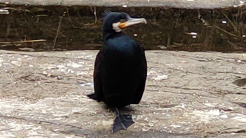 カワウ 横浜市旭区今宿東町