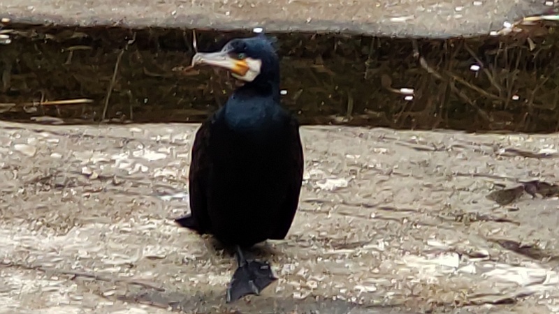 カワウ 横浜市旭区今宿東町