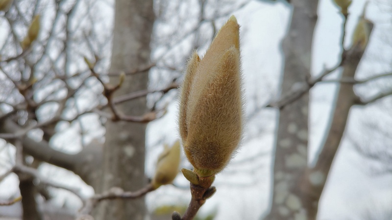 ハクモクレンの蕾 横浜市旭区今宿東町