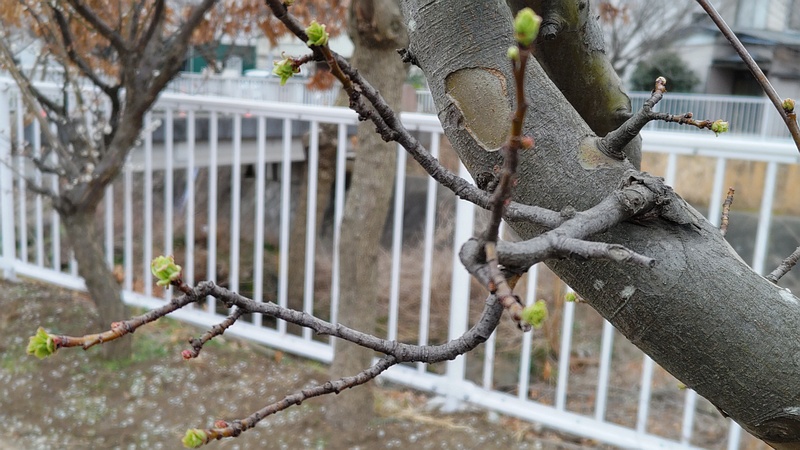カリンの新芽 横浜市旭区今宿東町