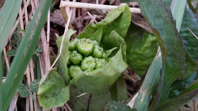 フキノトウ 横浜市旭区鶴ヶ峰本町