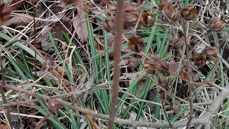 サルスベリの果実 横浜市旭区鶴ヶ峰本町