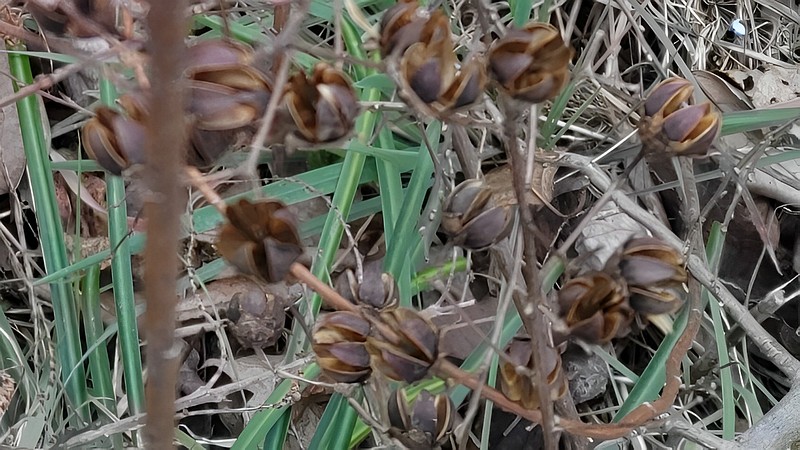 サルスベリの果実 横浜市旭区鶴ヶ峰本町