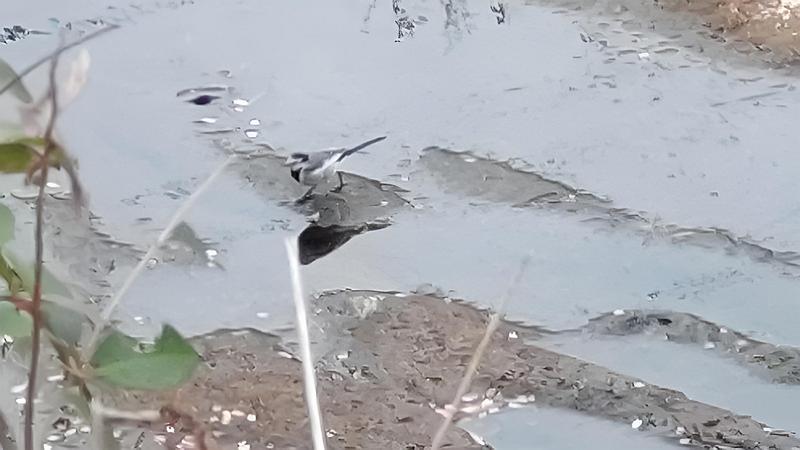 ハクセキレイ 横浜市旭区鶴ヶ峰本町