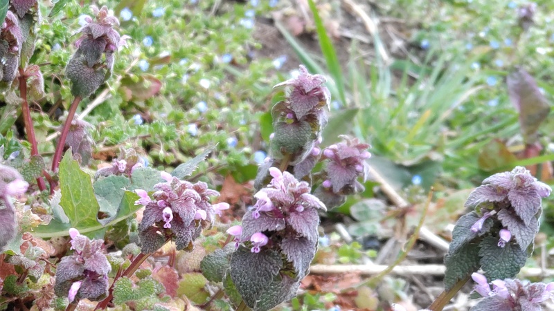 ヒメオドリコソウの花 横浜市旭区鶴ヶ峰本町