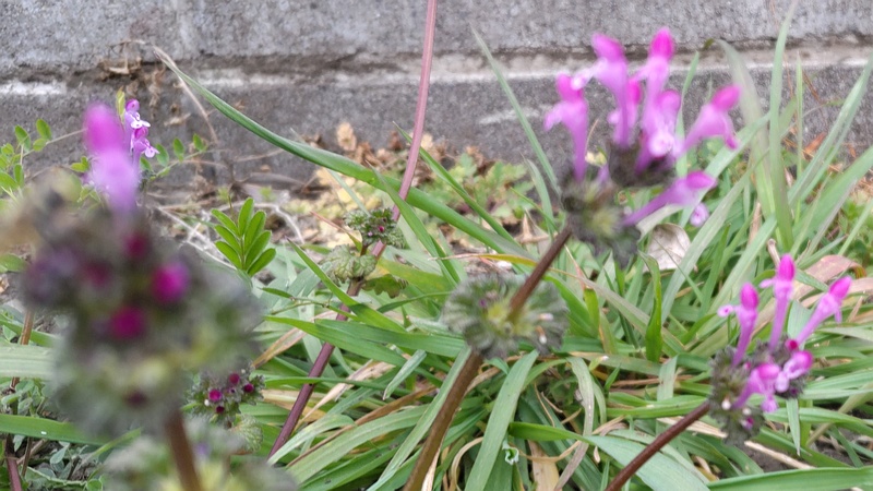 ホトケノザの花 横浜市旭区鶴ヶ峰本町
