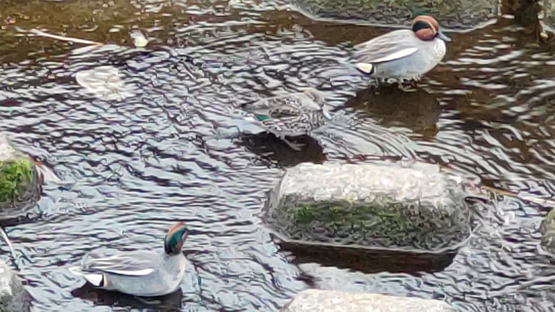 コガモ 横浜市旭区今川町
