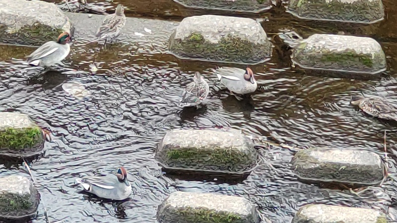コガモ 横浜市旭区今川町