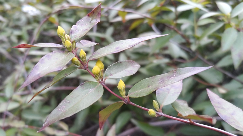 カロライナジャスミンの蕾 横浜市旭区鶴ヶ峰