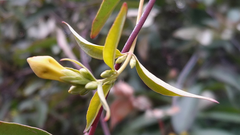 カロライナジャスミンの蕾 横浜市旭区鶴ヶ峰