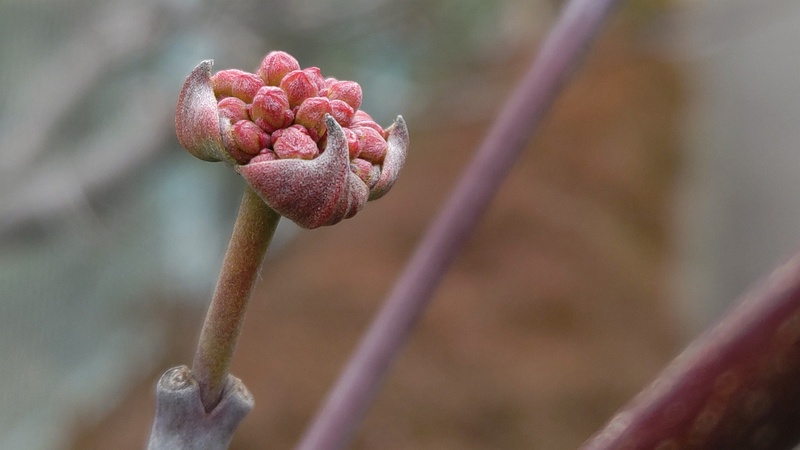 ハナミズキの苞葉と蕾 横浜市旭区鶴ヶ峰
