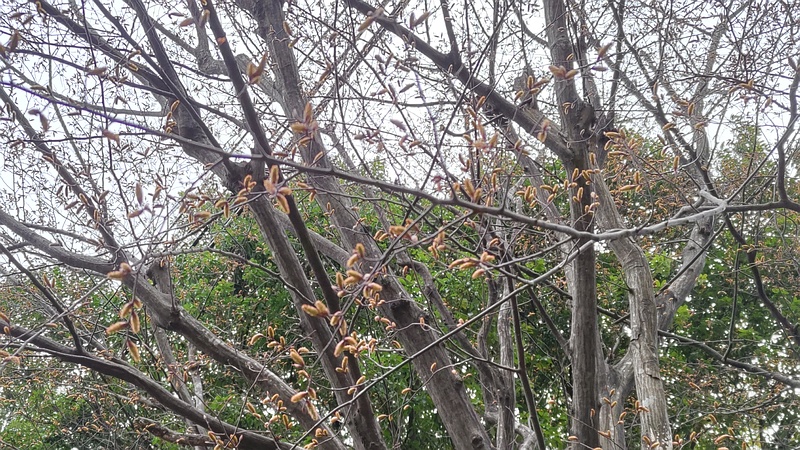 アカシデの蕾 横浜市旭区帷子川親水緑道