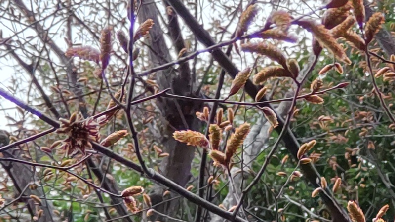 アカシデの蕾 横浜市旭区帷子川親水緑道