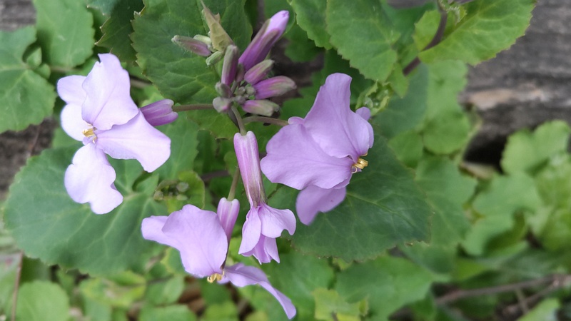 オオアラセイトウの花 横浜市旭区帷子川親水緑道