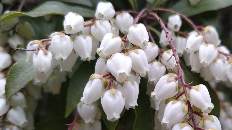アセビの花 横浜市旭区帷子川親水緑道