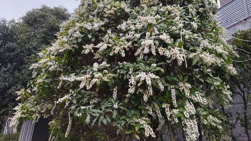 アセビの花 横浜市旭区帷子川親水緑道