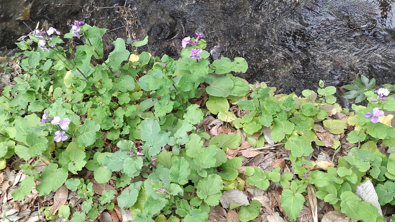 オオアラセイトウの花 横浜市旭区帷子川親水緑道
