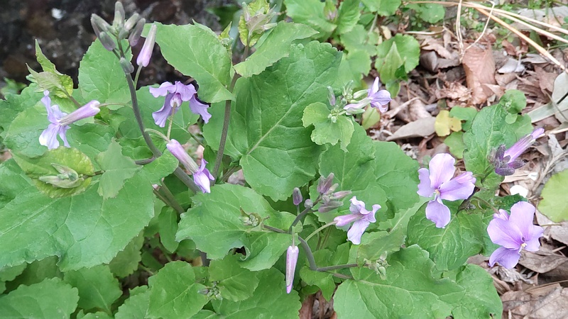 オオアラセイトウの花 横浜市旭区帷子川親水緑道