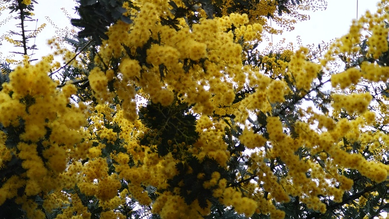 ギンヨウアカシアの花 横浜市旭区鶴ヶ峰本町