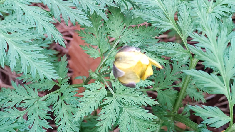フクジュソウの花 東京都大田区平和島公園