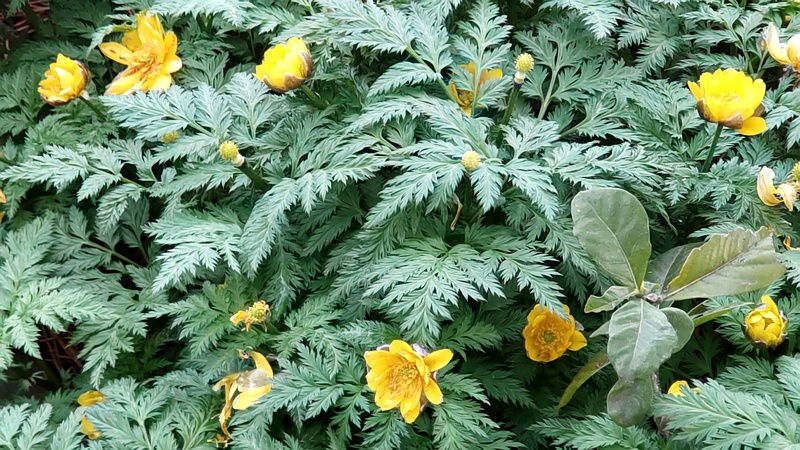 フクジュソウの花 東京都大田区平和島公園