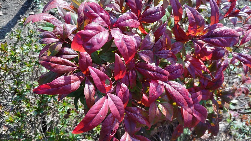 オタフクナンテン 東京都大田区平和島公園